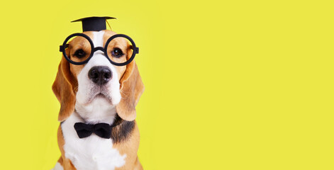 A beagle dog with glasses, a bow tie and a graduate hat on a yellow isolated background. The...