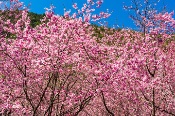 Landscape view of pink cherry blossoms at the sakura gardens of Wuling Farm in Taichung, Taiwan.
