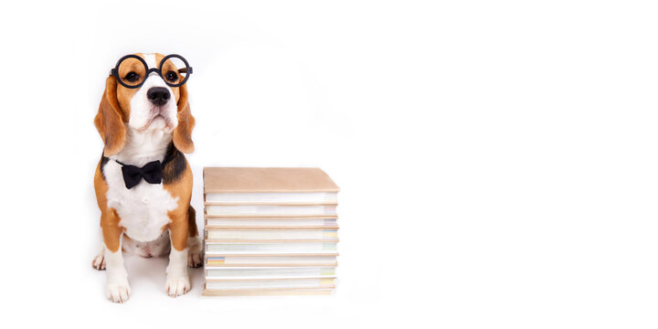 A beagle dog with glasses and a bow tie sits on a white isolated background with a stack of books. Banner