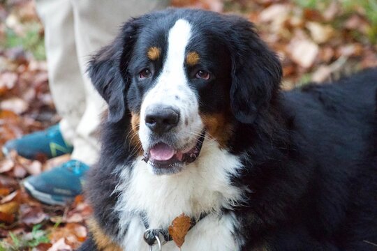 Black and white dog standing beside its onwer