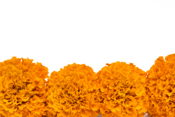 cempasuchil flowers isolated on white background for day of the dead mexican celebration