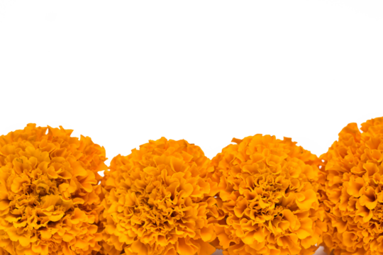 cempasuchil flowers isolated on white background for day of the dead mexican celebration