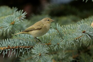 robin on branch