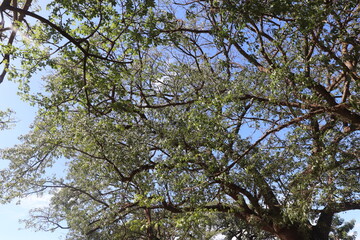 branches against blue sky