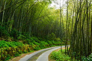 The walkway between bamboo forests in Nantou, Taiwan.