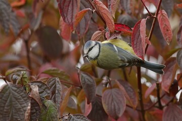 bird on a branch