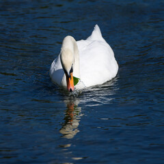 Swan looking into the Mirror