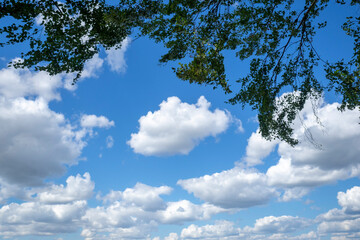 Obraz premium Green tree and cloudy blue sky