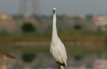 white heron ardea cinerea
