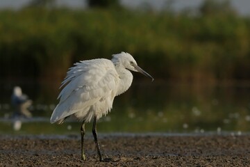 great white heron