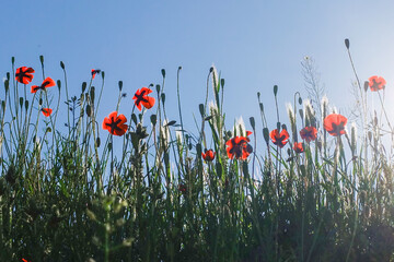 poppy field in the morning light