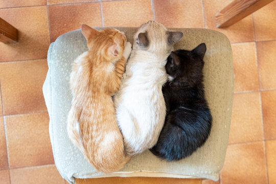 Tre gattini di tre colori diversi dormono lunghi uno accanto all'altro
