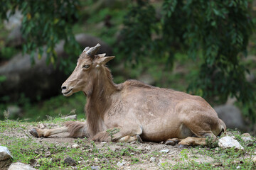 The barbary sheep is mammal and hill animal