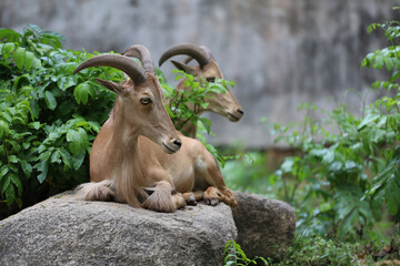 The barbary sheep is mammal and hill animal