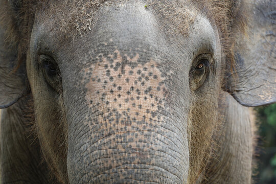Close up The elephant head is big wildlift animal for texture and pattern skin