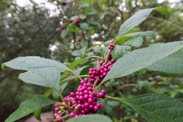 berries on a bush