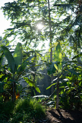 plant wall
Bali indonesia