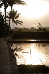 Rice fields in Ubud, beautiful view on sunset
Bali indonesia