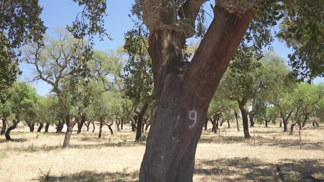 Cork tree garden (cork oak) is a long-standing business in parts of Portugal, element of cork tree bark in the foreground.