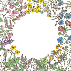 Medical herb border with empty space. Botanical frame