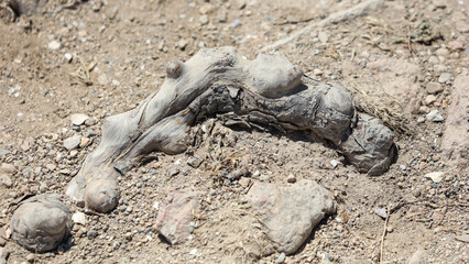 Tree roots in stone ground.