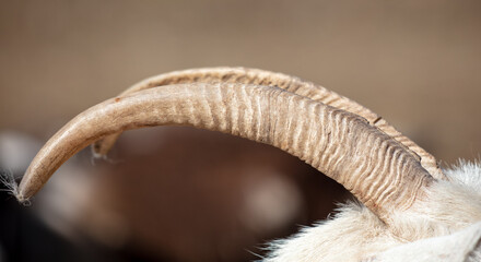 Horns on the head of a goat.