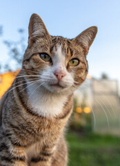 Portrait of a cat in nature.