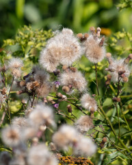 Fluff on a herbaceous plant in the park.