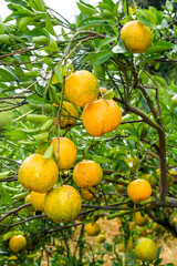 Close-up of orange fruits in the orchard of Taichung, Taiwan.