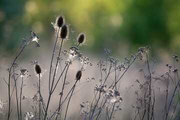 Wilddistel im Sonnenuntergang