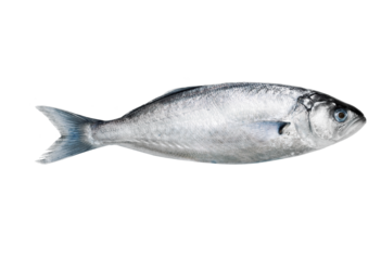 Sardine isoliert vor weissem Hintergrund