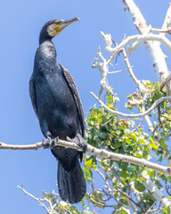 Cormorano su un ramo