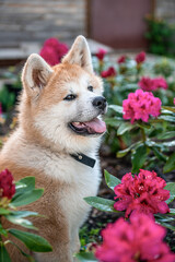 Portrait of cute purebred akita inu junior dog with opened mouth sitting near blooming pink rhododendron flowers in summer garden