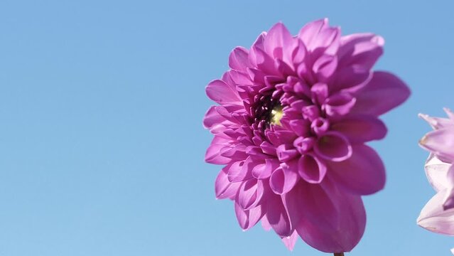 Dahlia autumn flower with beautiful leaves. Autumn beautiful flower