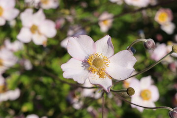 fall blossoms of east coast tree