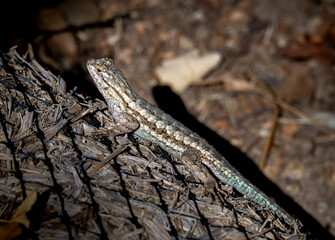 Closeup of western fence lizard basking in the sun