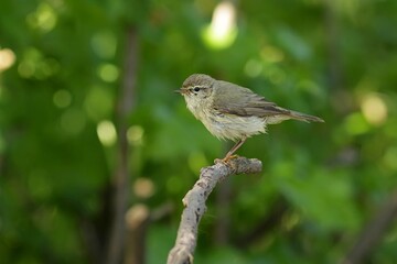 robin on a branch
