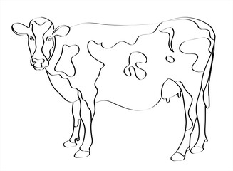 Cow