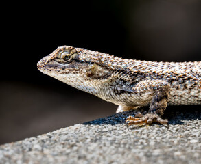 Closeup of western fence lizard basking on a rock