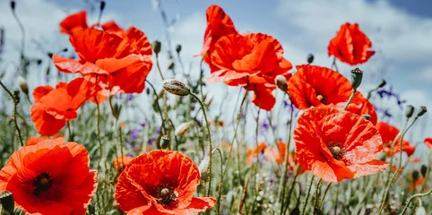 Deurstickers Flowers Red poppies blossom on wild field. Beautiful field red poppies with selective focus. Red poppies under of sunlight. Opium poppy. Natural drugs. Glade of red poppies. Soft focus. © jenyateua