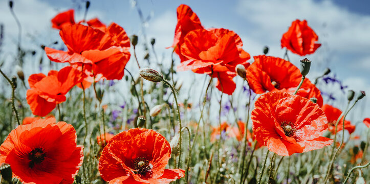 Flowers Red poppies blossom on wild field. Beautiful field red poppies with selective focus. Red poppies under of sunlight. Opium poppy. Natural drugs. Glade of red poppies. Soft focus.