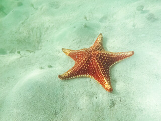 Fototapeta na wymiar Red Cushion Sea Star at Starfish Point