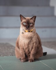 Vertical closeup mixed breed chocolate-point Siamese cat sitting on the floor.