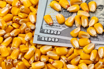 Corn kernels covering 100 dollar bills. corn price and commodity market trading concept.