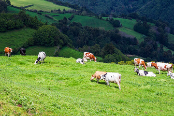 Fototapeta premium cows grazing in the mountains of Azores