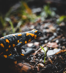 Salamander on a tree