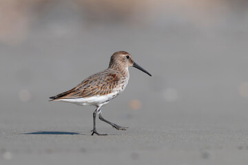 Waders or shorebirds, dunlin  (Calidris alpina) on the beach. 