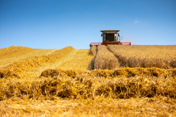 Moissonneuse dans les champs de blé en été pendant les moissons en France.