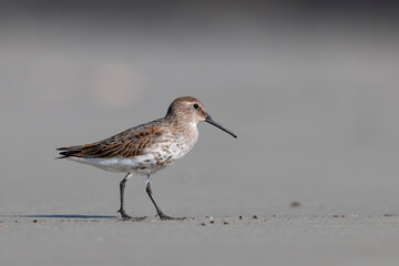 Waders or shorebirds, dunlin  (Calidris alpina) on the beach. 