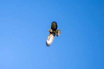 Common buzzard in flight in blue sky